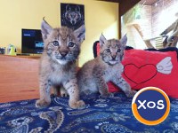 Pisicuțe Lynx disponibile - 2