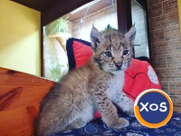 Pisicuțe Lynx disponibile - 3