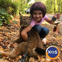 Pisicuțe Lynx disponibile - 4