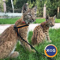 Pisicuțe Lynx disponibile - 5