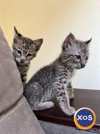 Pisicuțe Lynx disponibile - 6