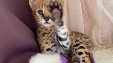 Pisicuțe Serval, Caracal și adorabile Savannah disponibile