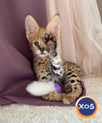 Pisicuțe Serval, Caracal și adorabile Savannah disponibile - 1