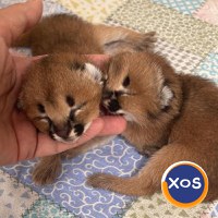 Pisicuțe Serval, Caracal și adorabile Savannah disponibile - 2
