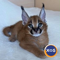 Pisicuțe Serval, Caracal și adorabile Savannah disponibile - 3