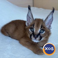 Pisicuțe Serval, Caracal și adorabile Savannah disponibile - 4