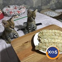 Pisicuțe Serval, Caracal și adorabile Savannah disponibile - 5