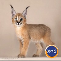 pisoi caracal disponibile spre vanzare - 3