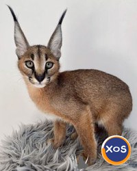 pisoi caracal disponibile spre vanzare - 1