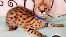 pisoi serval disponibile spre vanzare