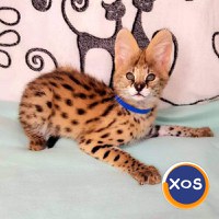 pisoi serval disponibile spre vanzare - 1