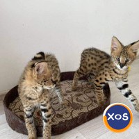 pisoi serval disponibile spre vanzare - 4