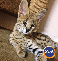 Pui de serval superbi, disponibili - 3