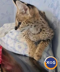 Pui de serval superbi, disponibili - 1