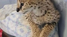 Pui de serval superbi, disponibili
