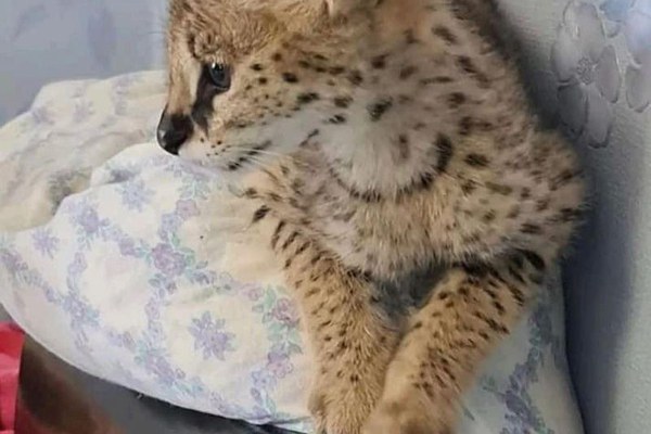 Pui de serval superbi, disponibili