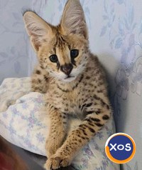 Pui de serval superbi, disponibili - 2
