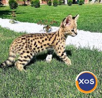 Pui de serval superbi, disponibili - 4