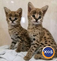Pui de serval superbi, disponibili - 5
