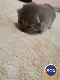 Puiuti British shorthair - 2