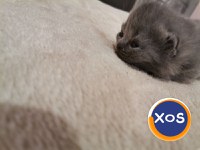 Puiuti British shorthair - 1