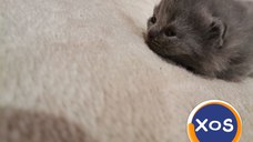 Puiuti British shorthair