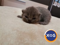 Puiuti British shorthair - 3