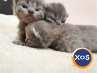 Puiuti British shorthair - 4