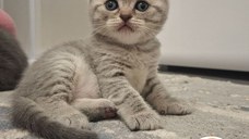 Scottish fold, Suceava disponibil rezervare.