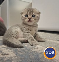 Scottish fold, Suceava disponibil rezervare. - 1