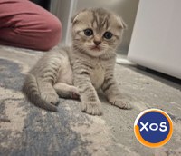 Scottish fold, Suceava disponibil rezervare. - 3