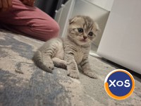 Scottish fold, Suceava disponibil rezervare. - 2