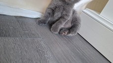 Scottish fold, Suceava disponibil rezervare.