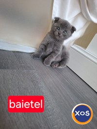 Scottish fold, Suceava disponibil rezervare. - 1