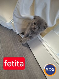 Scottish fold, Suceava disponibil rezervare. - 2
