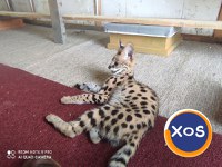 Vand pisici serval - 8