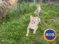 Vand pisici serval - 2