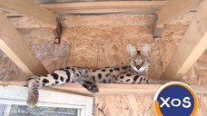 Vand pisici serval