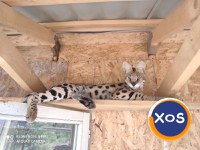 Vand pisici serval - 1