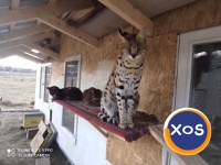 Vand pisici serval - 7