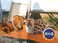 Vand pisici serval - 6