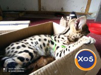 Vand pisici serval - 3