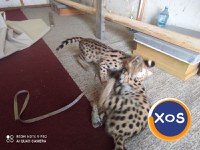 Vand pisici serval - 5