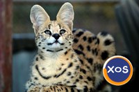 Vand pisici serval - 4