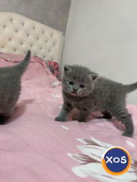 Vând pisoi British - 15