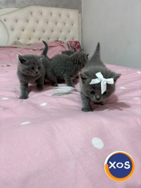 Vând pisoi British - 19
