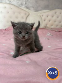 Vând pisoi British - 18