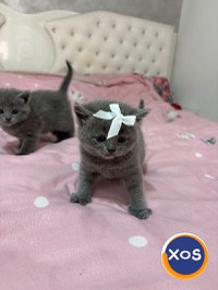 Vând pisoi British - 14