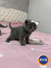 Vând pisoi British - 17