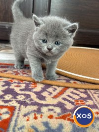 Vând pisoi British - 1